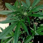 OUT 26/ New/ Full Throttle Sensi Seeds