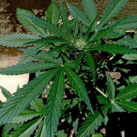 OUT 26/ New/ Full Throttle Sensi Seeds