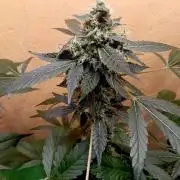 Dognabis Cup (#21) P- Photoperiodic