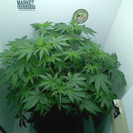 urban Chili vs "Sticky Broccoli "