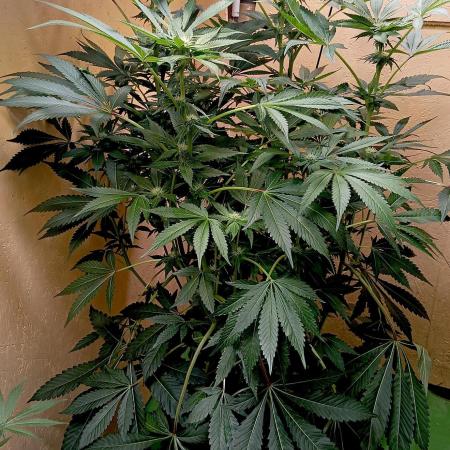 Autopot+Biotabs vs. Photoperiods #3