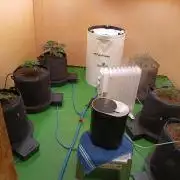 Autopot+Biotabs vs. Photoperiods #2026/1