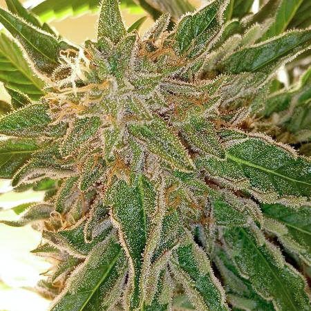 Autopot+Biotabs vs. Photoperiods #2026/2