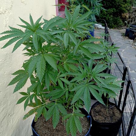 OUT 26/ New/ Full Throttle Sensi Seeds