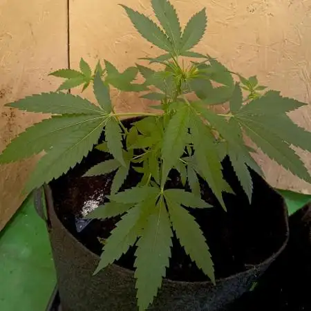 Autopot+Biotabs vs. Photoperiods #4