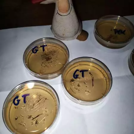 GoldenTeacher and Mazatapec