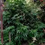OUTDOOR 25 - the beloved Honey Cream