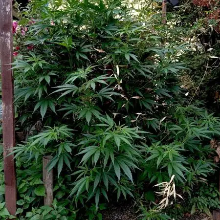 OUTDOOR 25 - the beloved Honey Cream