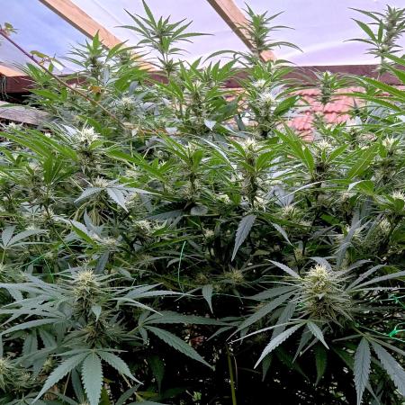 OUTDOOR 25 - the beloved Honey Cream