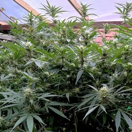 OUTDOOR 25 - the beloved Honey Cream