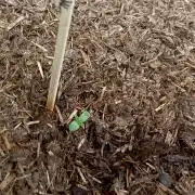 OUT 26/ New/ Full Throttle Sensi Seeds