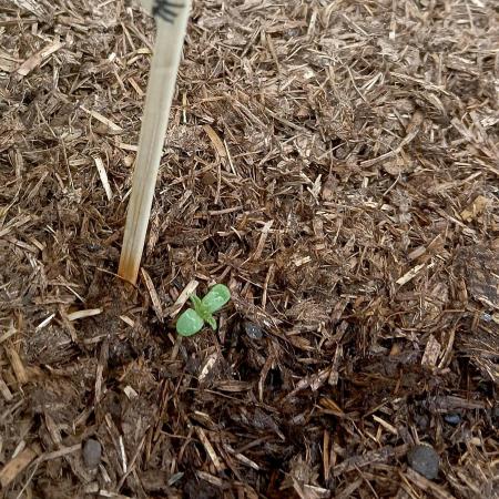 OUT 26/ New/ Full Throttle Sensi Seeds