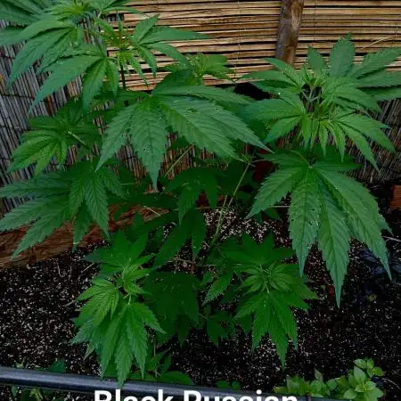 Delicious Outdoor Growing Contest 2025