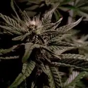 Delicious Zinnapple  HAZELBOX