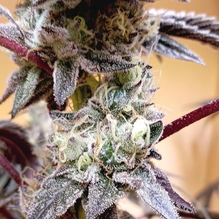 Autopot+Biotabs vs. Photoperiods #2026/1