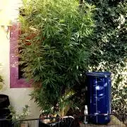 OUT 26// Shining Silver Haze/ Autopot