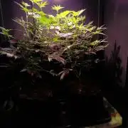 Delicious Zinnapple  HAZELBOX