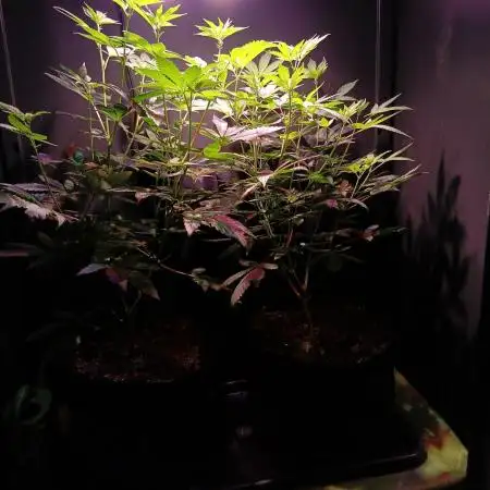 Delicious Zinnapple  HAZELBOX