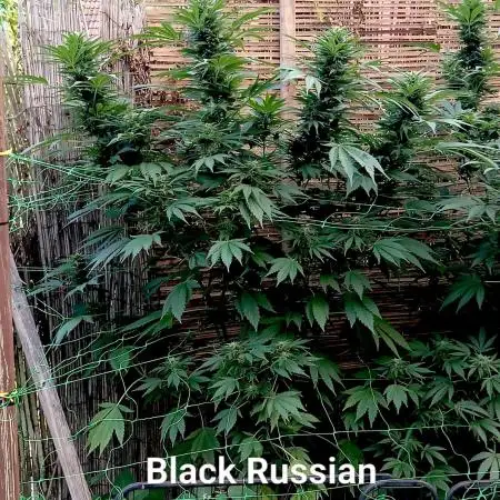 Delicious Outdoor Growing Contest 2025