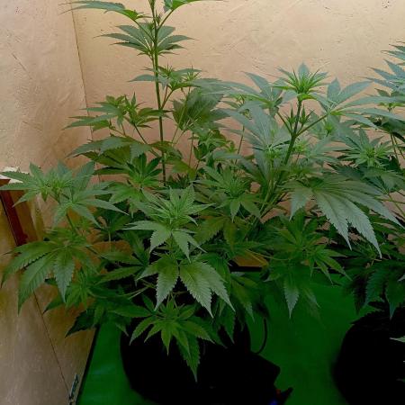 Autopot+Biotabs vs. Photoperiods #1
