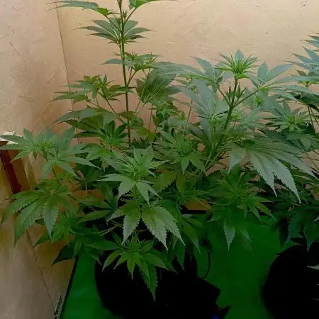 Autopot+Biotabs vs. Photoperiods #1