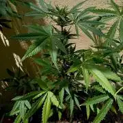 OUT 26/ New/ Full Throttle Sensi Seeds