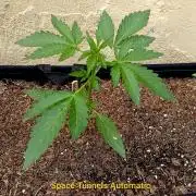 OUT26/NEW/ SPACE TUNNELS- Sensi Seeds
