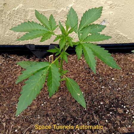 OUT26/NEW/ SPACE TUNNELS- Sensi Seeds