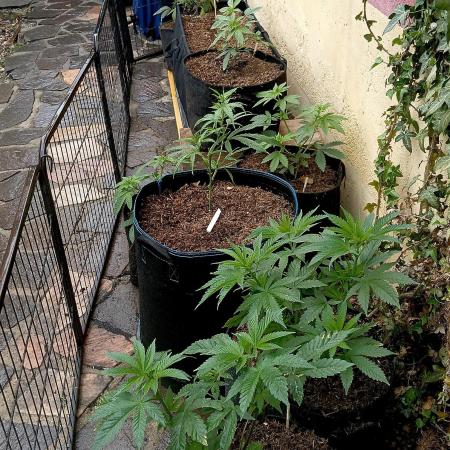 Outdoor 26// Alpskush- Swisscannabinoid