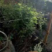 Outdoor 26// Hippieweed +Honey Cream