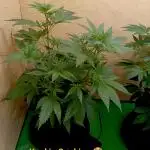 Autopot+Biotabs vs. Photoperiods #1