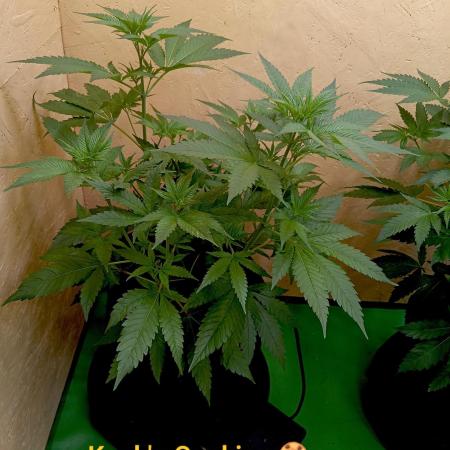 Autopot+Biotabs vs. Photoperiods #1