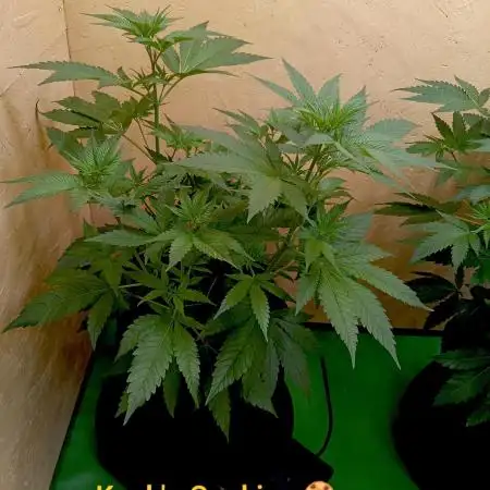 Autopot+Biotabs vs. Photoperiods #1
