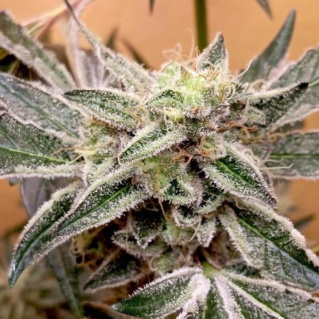 Autopot+Biotabs vs. Photoperiods #4