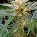 OUTDOOR 25 - the beloved Honey Cream