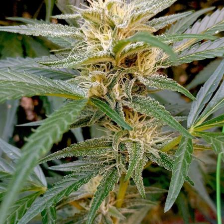 OUTDOOR 25 - the beloved Honey Cream