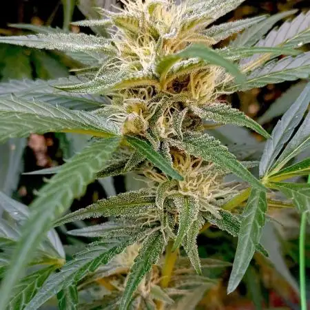 OUTDOOR 25 - the beloved Honey Cream