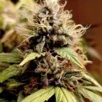 Joint Doctor know Best