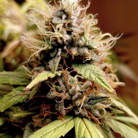 Joint Doctor know Best