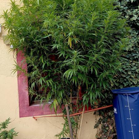 OUT 26// Shining Silver Haze/ Autopot