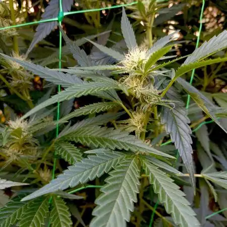 OUTDOOR 25 - the beloved Honey Cream