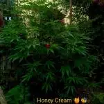 OUTDOOR 25 - the beloved Honey Cream