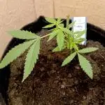 Autopot+Biotabs vs. Photoperiods #4