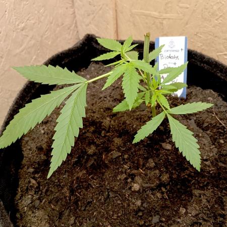 Autopot+Biotabs vs. Photoperiods #4