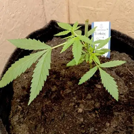 Autopot+Biotabs vs. Photoperiods #4