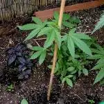 Alpskush-Outdoor// SWISSCANNABINOID