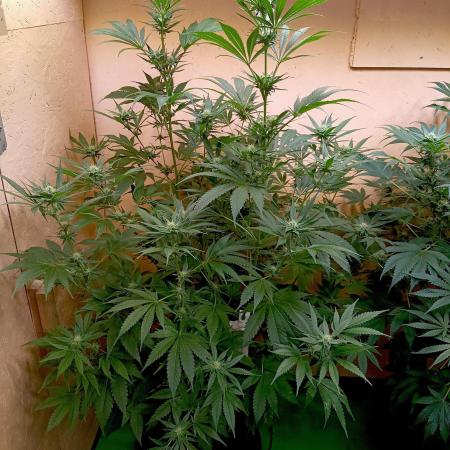 Autopot+Biotabs vs. Photoperiods #1