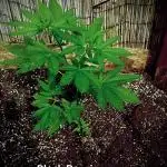 Delicious Outdoor Growing Contest 2025