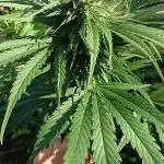 Delicious Outdoor Growing Contest 2025