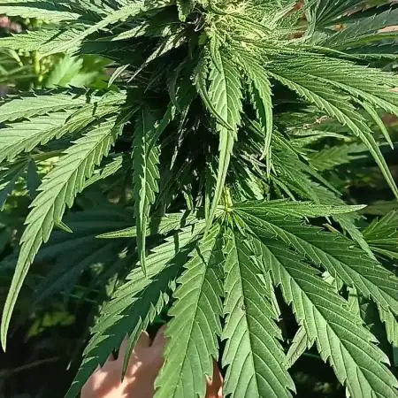 Delicious Outdoor Growing Contest 2025
